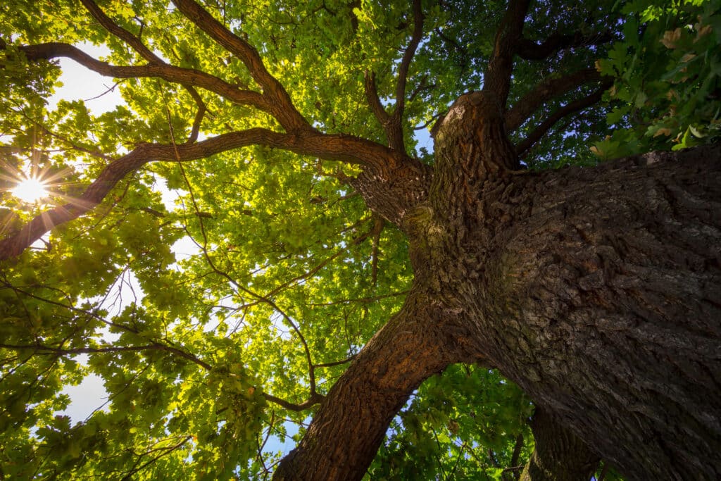 The Eight Limbs of Yoga look up under the old huge tree. sunlight through the oak tree b